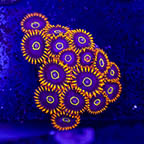 USA Cultured Zoanthus Coral (click for more detail)