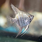 Altum Angelfish (click for more detail)