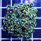 Goniopora Coral (click for more detail)