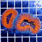 Lobophyllia Coral (click for more detail)