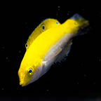Yellow and Purple Wrasse, 2.25 (click for more detail)