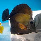 Half Black Scopas Tang, 4.25 (click for more detail)