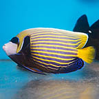 Emperor Angelfish, 6 - Adult (click for more detail)