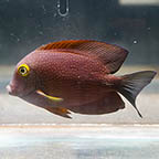 Squaretail Bristletooth Tang, 4.5  (click for more detail)