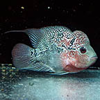 Flowerhorn (click for more detail)