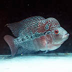 Flowerhorn Cichlid, 6.5 (click for more detail)