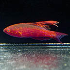 Blue Flasher Wrasse, 2.25 (click for more detail)
