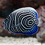 Emperor Angelfish, 4 - Juvenile (click for more detail)