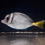 Razor Tang, 4.5  (click for more detail)