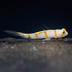 Randall's Prawn Goby, 2.5 (click for more detail)