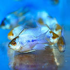 German Blue Ram Cichlid (Group of 3) EXPERT ONLY (click for more detail)