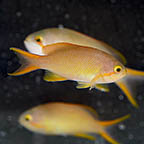 Hutchii Anthias, 2.5 (click for more detail)