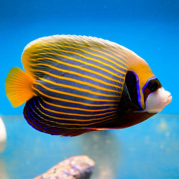 Emperor Angelfish - Adult, 5.5 (click for more detail)
