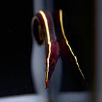 Yellow Striped Clingfish, 1.5 (click for more detail)