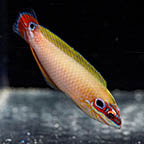 Earmuff Wrasse, 3.75 (click for more detail)