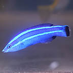 Four Line Cleaner Wrasse, 2.5 [Expert Only] (click for more detail)