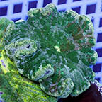 Pizza Anemone  (click for more detail)