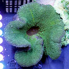 Haddon's Carpet Anemone, Green (click for more detail)