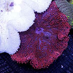 Haddon's Carpet Anemone, Red (click for more detail)