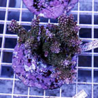 Acropora Coral Indonesia (click for more detail)