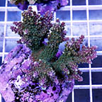 Acropora Coral Indonesia (click for more detail)