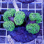 Branching Hammer Coral Indonesia (click for more detail)