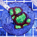 Blastomussa Coral Indonesia (click for more detail)