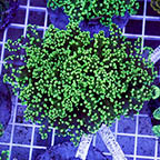Green Frogspawn Coral Indonesia (click for more detail)