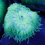 Long Tentacle Anemone (click for more detail)