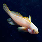 Citrinis Clown Goby, 2 (click for more detail)
