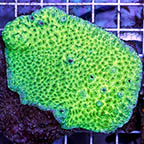 Aussie Encrusting Hydnophora Coral (click for more detail)