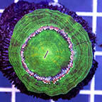 Scolymia Coral Australia (click for more detail)