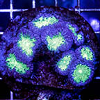 Blastomussa Coral Indonesia (click for more detail)