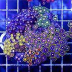 Zoanthus Coral Combo Rock (click for more detail)