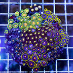 Zoanthus Coral Combo Rock (click for more detail)