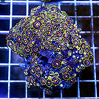 Zoanthus Coral (click for more detail)