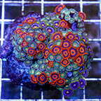 Zoanthus Coral Combo Rock (click for more detail)