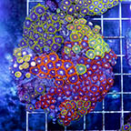 Zoanthus Coral Combo Rock (click for more detail)
