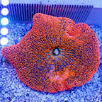 Haddon's Carpet Anemone, Red (click for more detail)