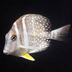 Mustard Guttatus Tang, 3 (click for more detail)