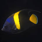 Asfur Angelfish, 4 (click for more detail)