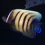 Six Bar Angelfish, 3.75 (click for more detail)