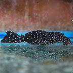 Galaxy (L-240) Plecostomus 2.75 (click for more detail)