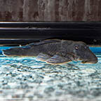 Blue Panaque (L-239) Plecostomus 3.25 (click for more detail)