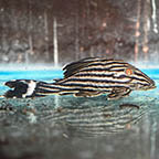 Royal (L-190) Plecostomus 3.75 (click for more detail)
