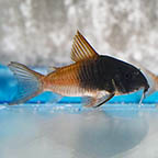 Rio Tomo Concolor Corydoras 1.5 (click for more detail)