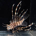 Volitan Lionfish, 3.5