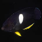 Keyhole Angelfish, 2.75