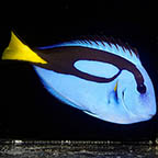 Blue Tang, 4.5 (click for more detail)