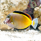 Powder Brown Tang (click for more detail)